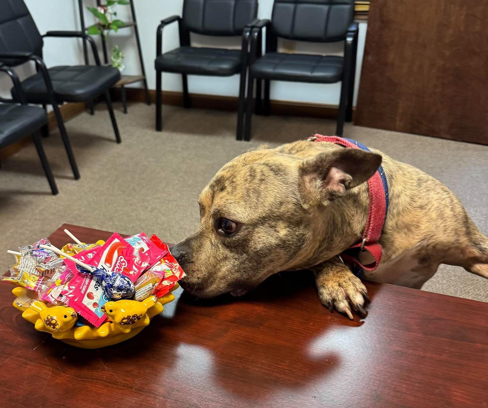 Enlarge Willy, a Adoptable English Bulldog in Germantown, OH image 3/3