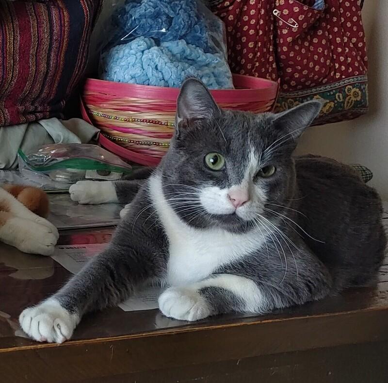 Enlarge Mochi, a ADOPTABLE Domestic Short Hair in Denver, CO image 2/3