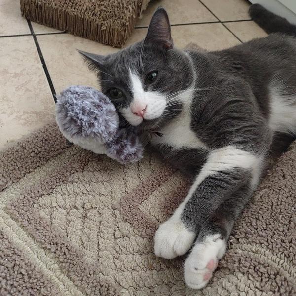 Enlarge Mochi, a ADOPTABLE Domestic Short Hair in Denver, CO image 3/3