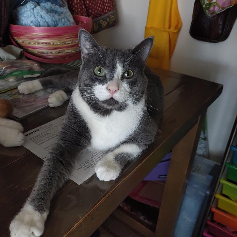 Mochi, ADOPTABLE, Adult Male Domestic Short Hair.