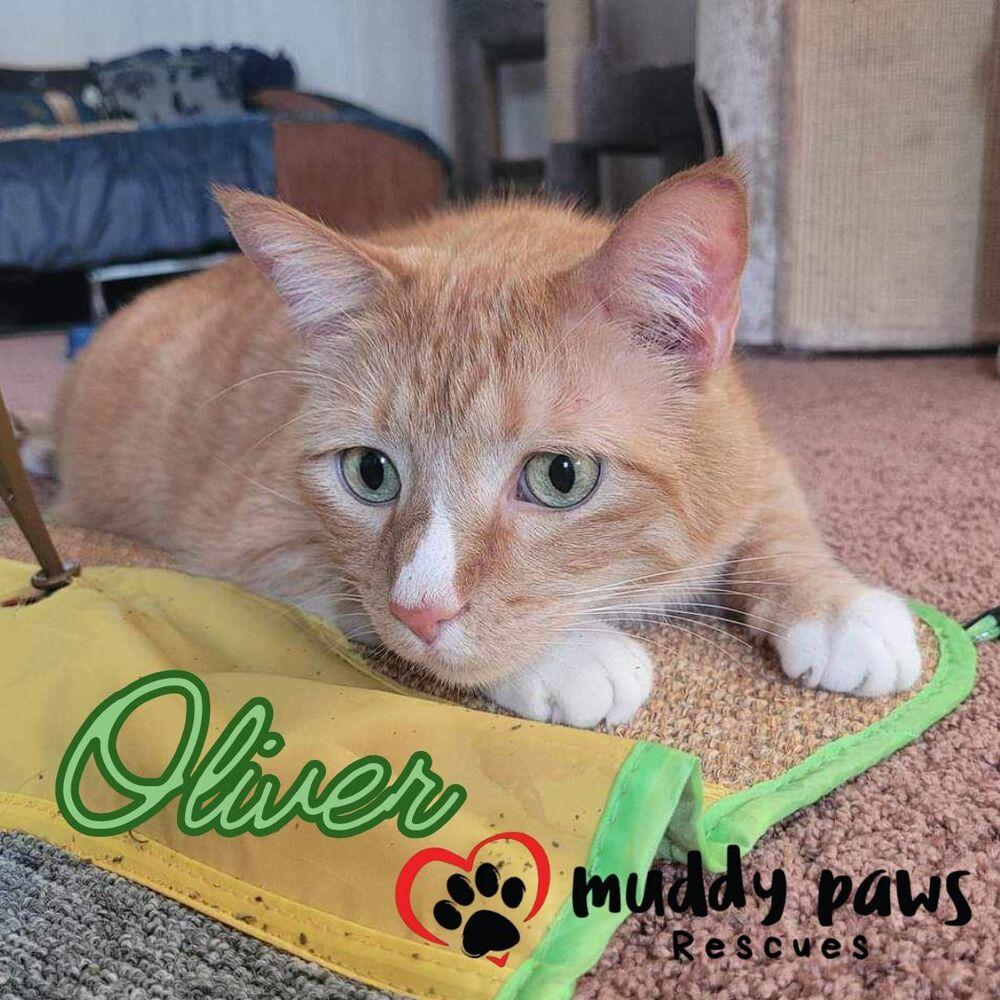 Oliver, Adoptable, Senior Male Domestic Short Hair & Tabby.