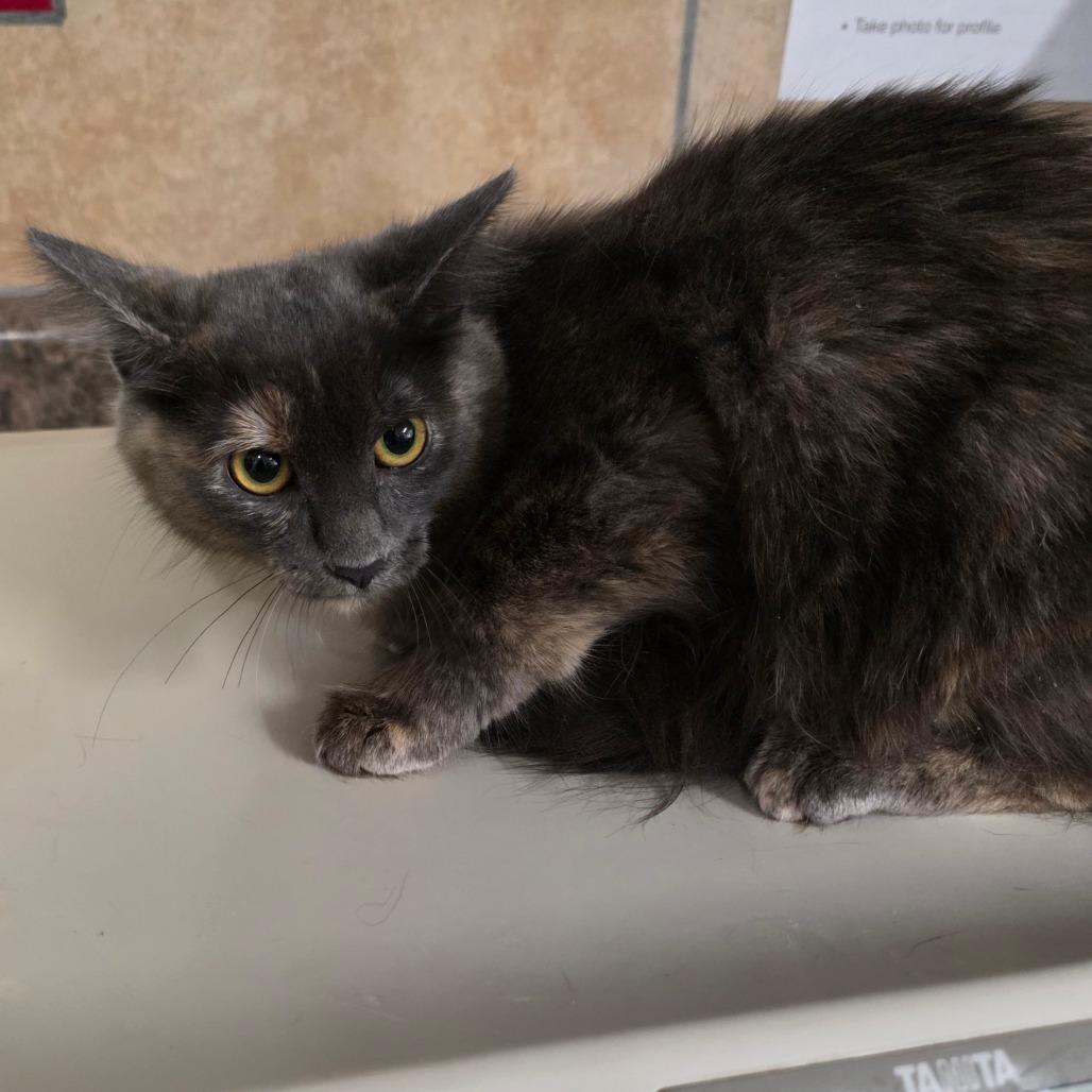 Tomato, Adoptable, Young Female Domestic Medium Hair.