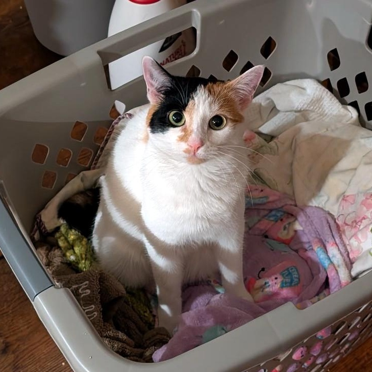 Enlarge Dot Dot Dot, a Adoptable Calico in Newtown, CT image 5/6