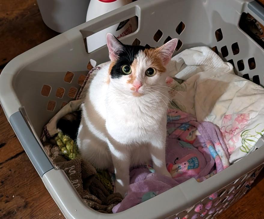 Enlarge Dot Dot Dot, a Adoptable Calico in Newtown, CT image 3/6