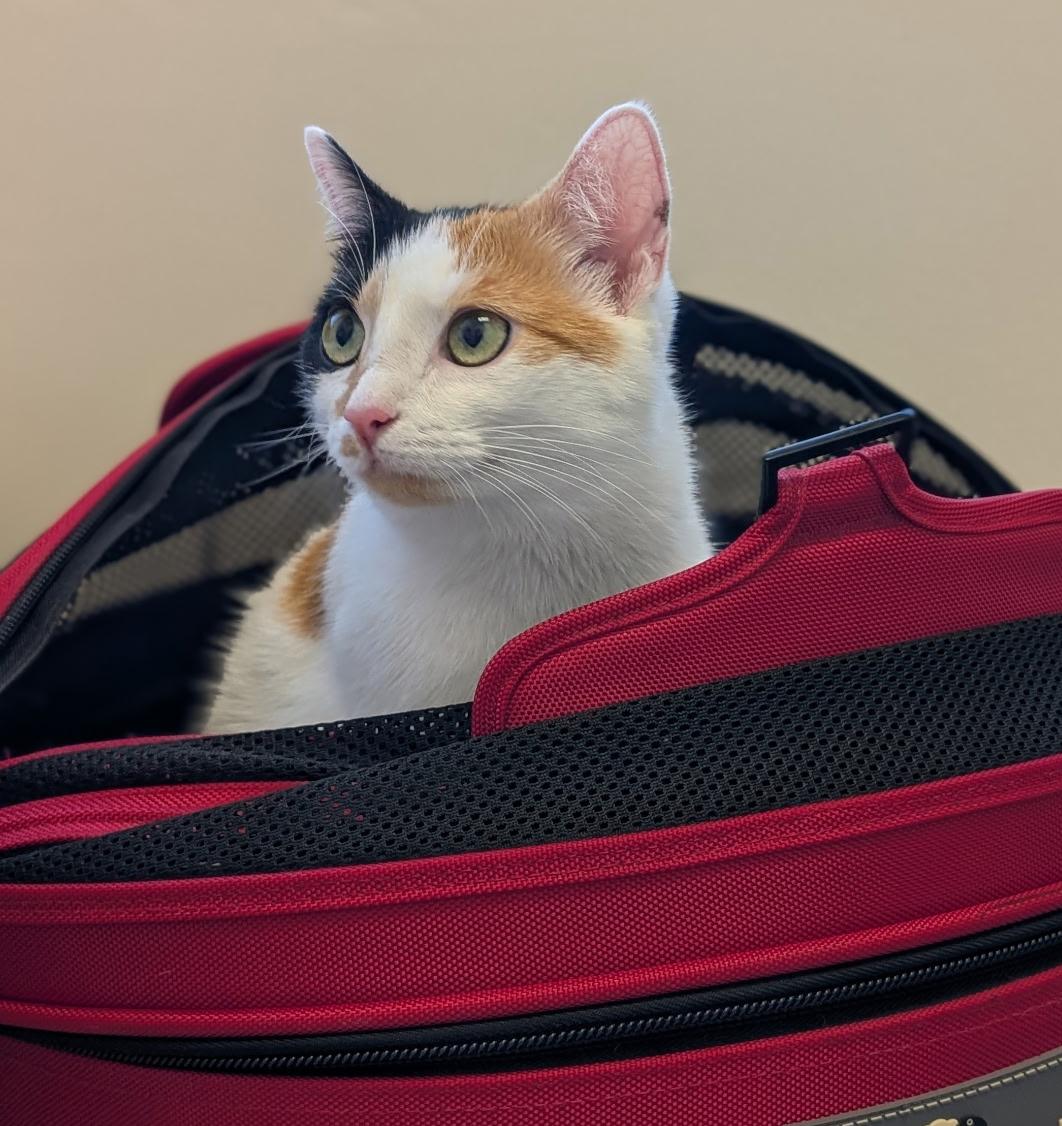 Enlarge Dot Dot Dot, a Adoptable Calico in Newtown, CT image 4/6