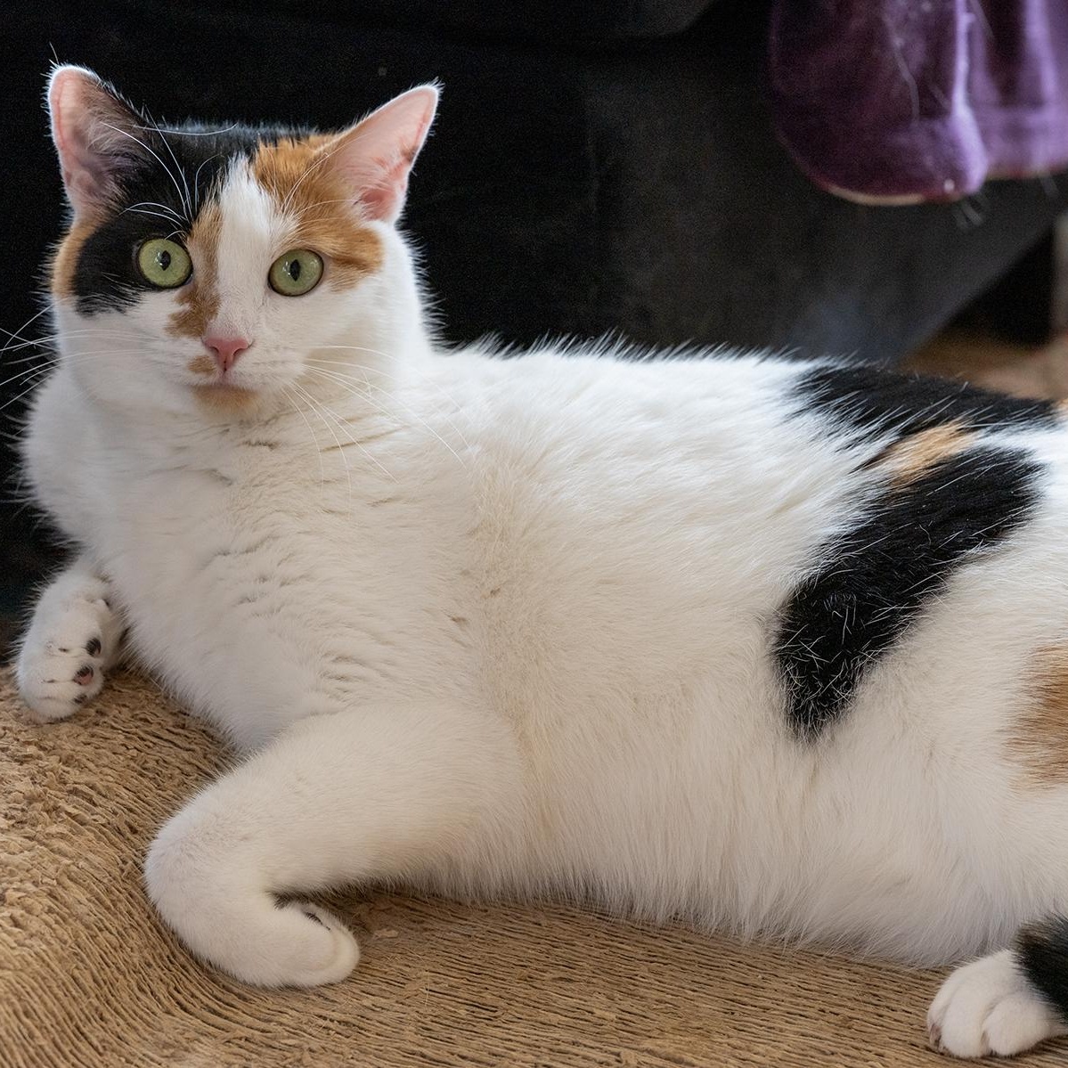 Dot Dot Dot, Adoptable, Young Female Calico.