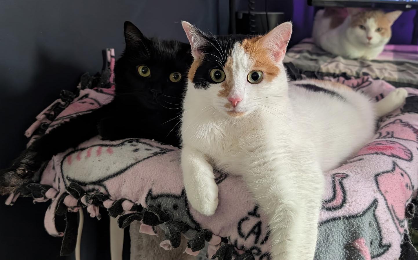 Enlarge Dot Dot Dot, a Adoptable Calico in Newtown, CT image 5/6