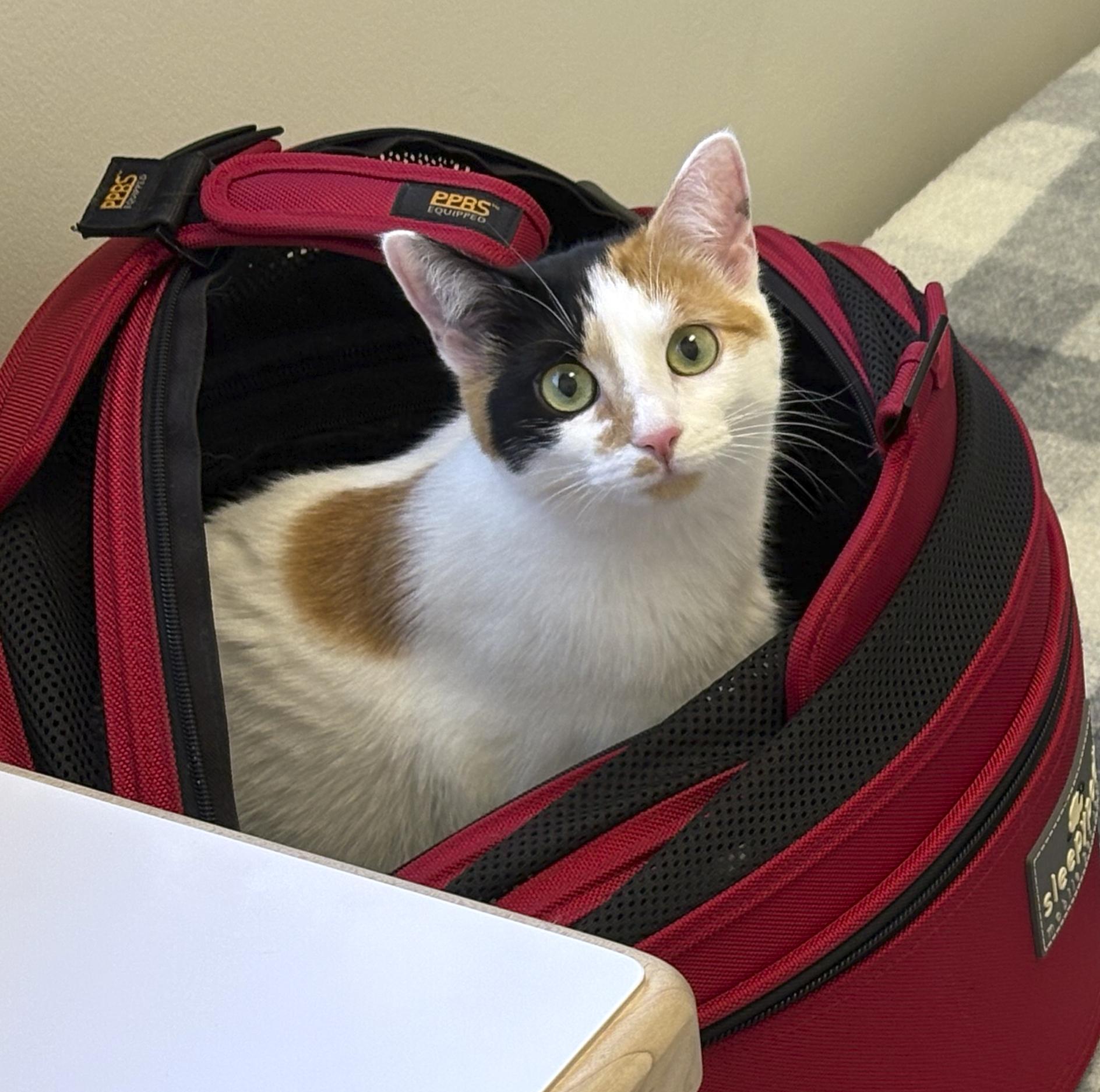 Dot Dot Dot, Adoptable, Young Female Calico.