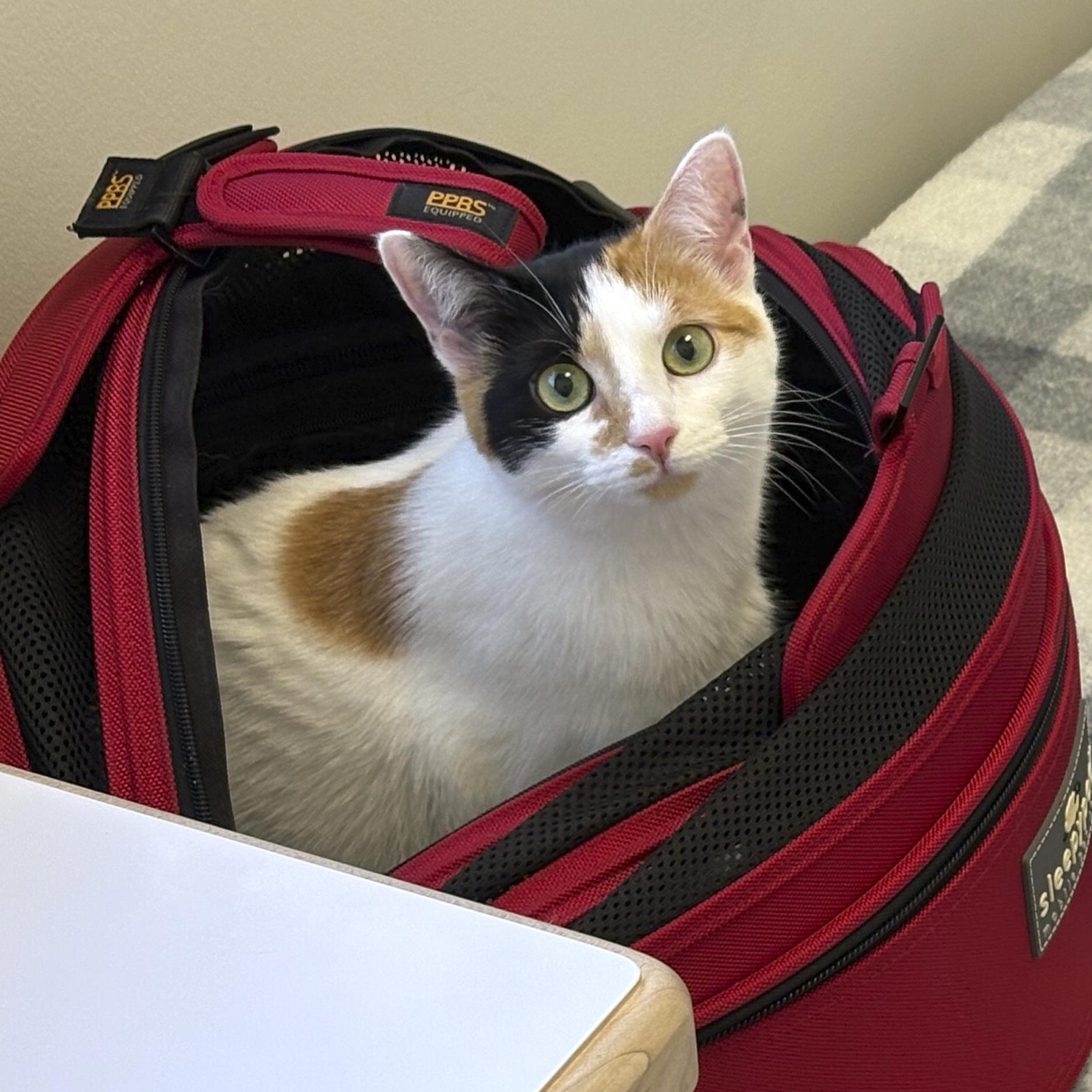 Enlarge Dot Dot Dot, a Adoptable Calico in Newtown, CT image 4/6