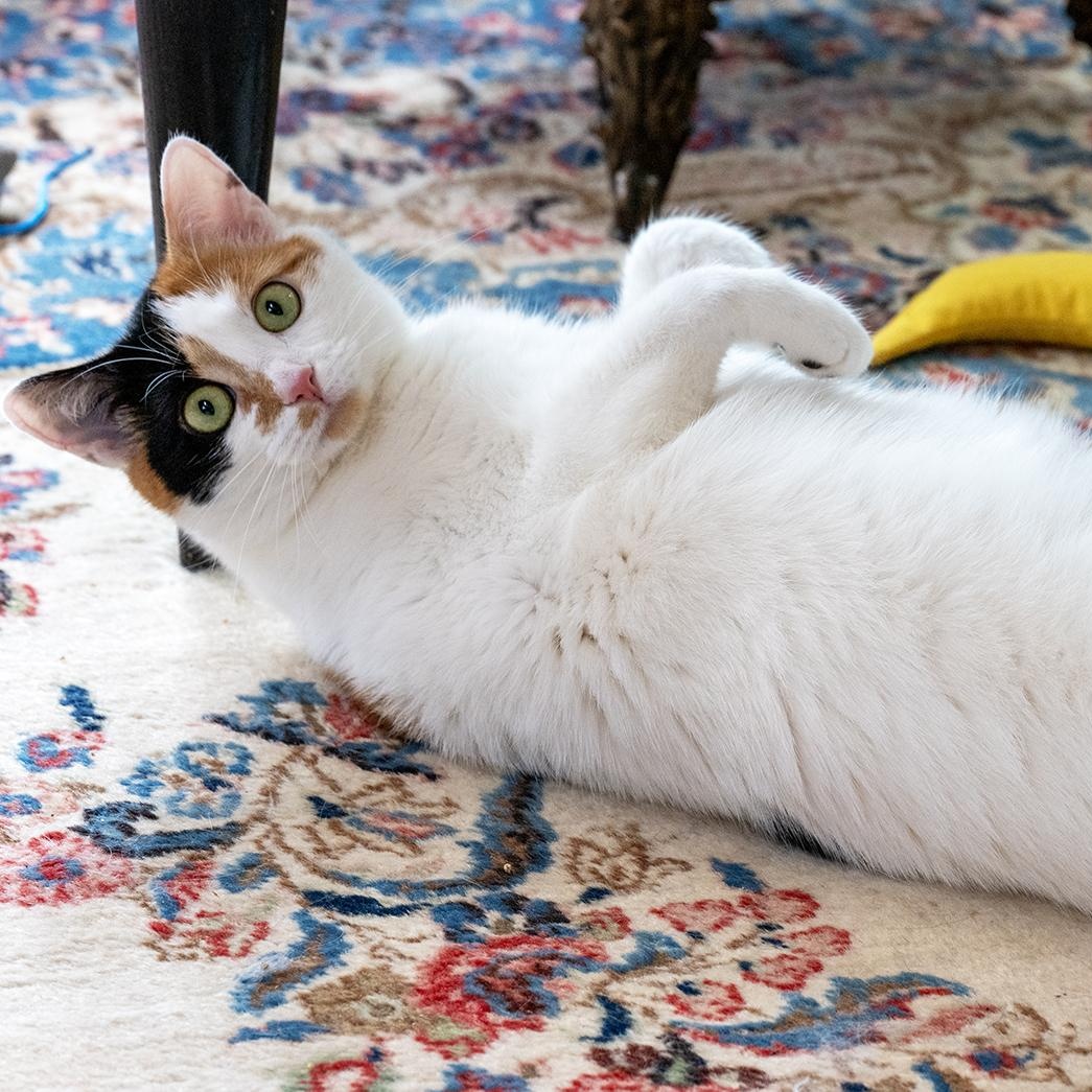 Enlarge Dot Dot Dot, a Adoptable Calico in Newtown, CT image 2/6