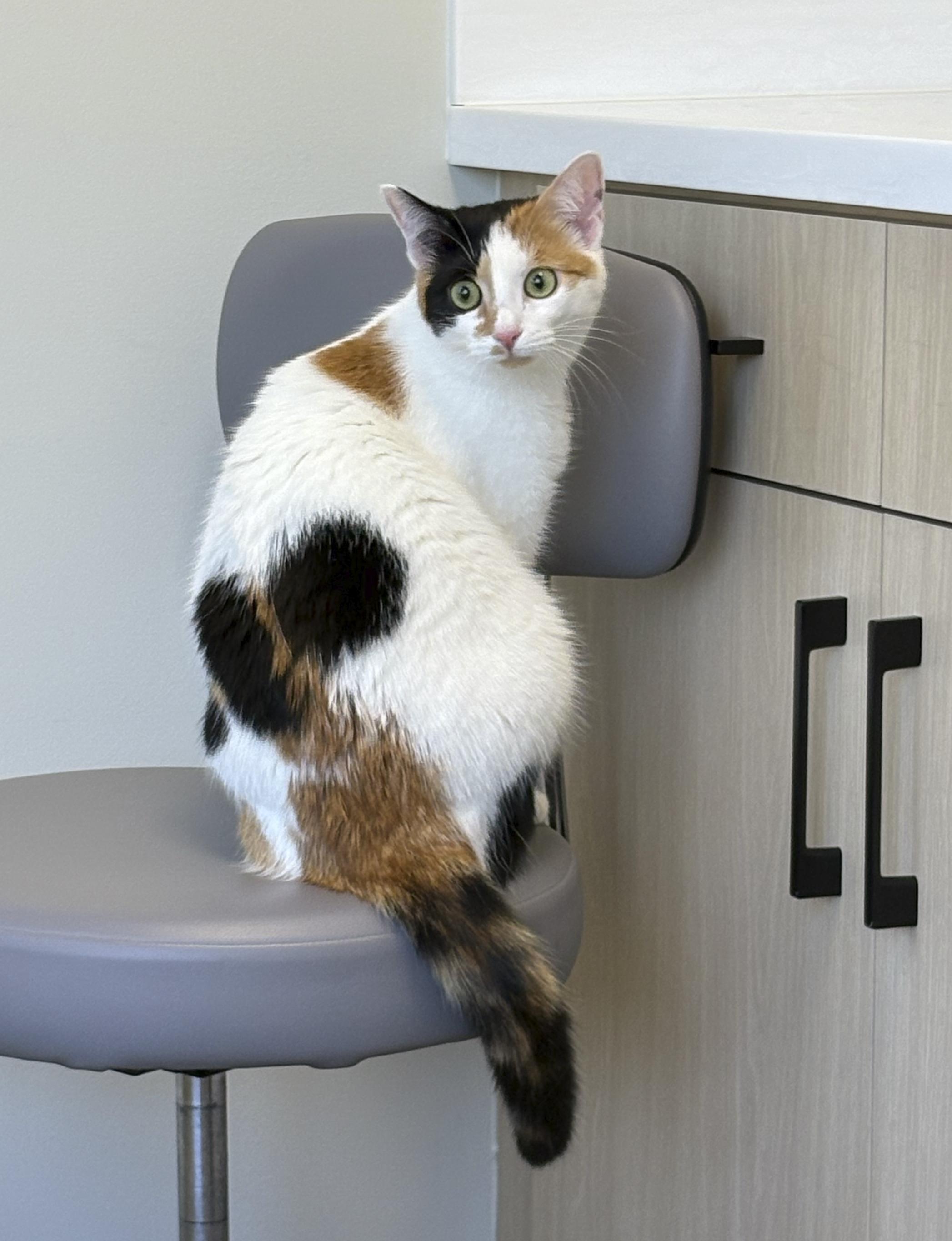 Enlarge Dot Dot Dot, a Adoptable Calico in Newtown, CT image 6/6