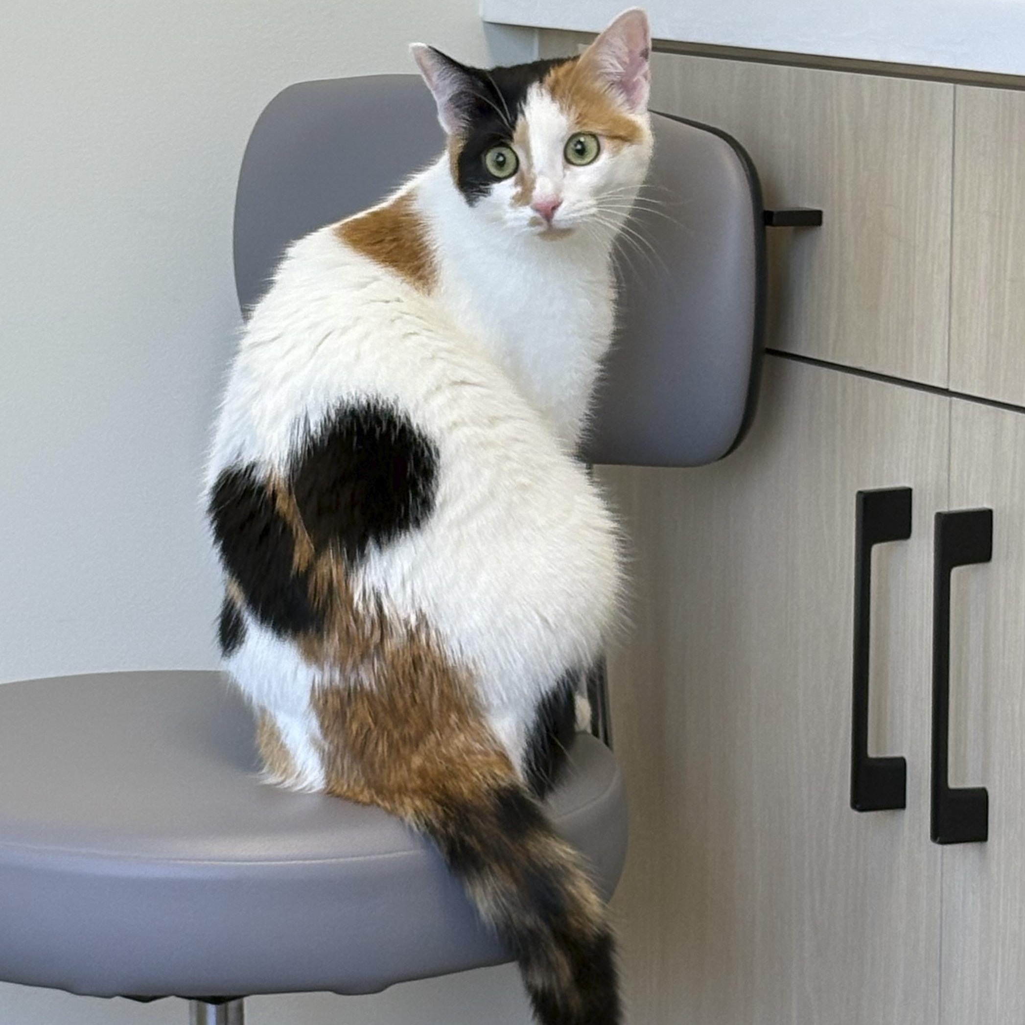 Enlarge Dot Dot Dot, a Adoptable Calico in Newtown, CT image 6/6