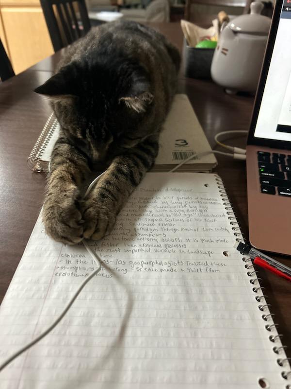 Mr. Tom, a Adoptable Domestic Medium Hair in Woodland, CA image 1/3