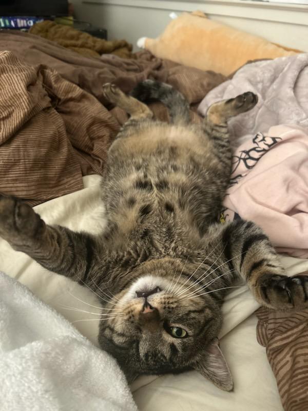 Mr. Tom, a Adoptable Domestic Medium Hair in Woodland, CA image 2/3