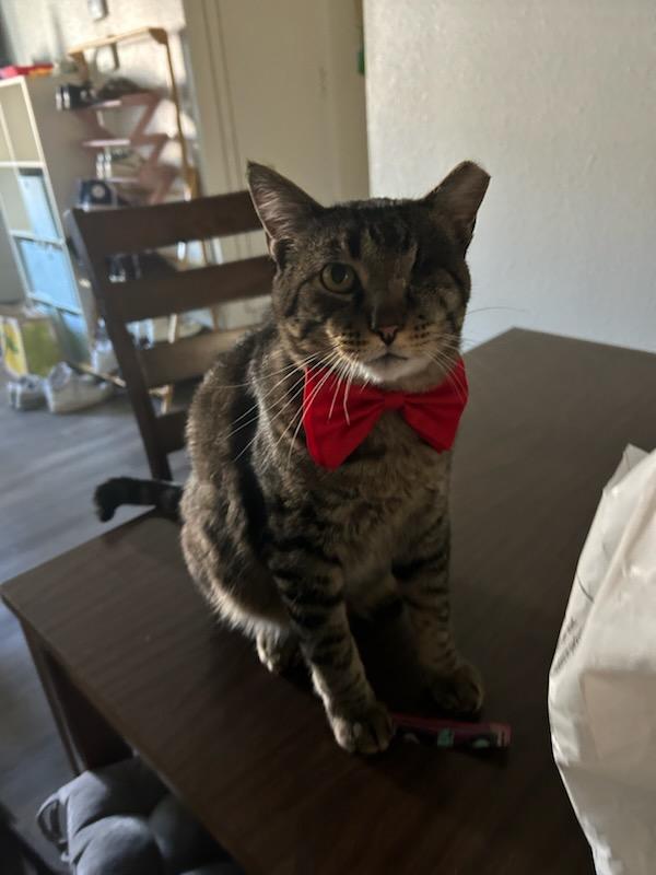 Mr. Tom, a Adoptable Domestic Medium Hair in Woodland, CA image 3/3