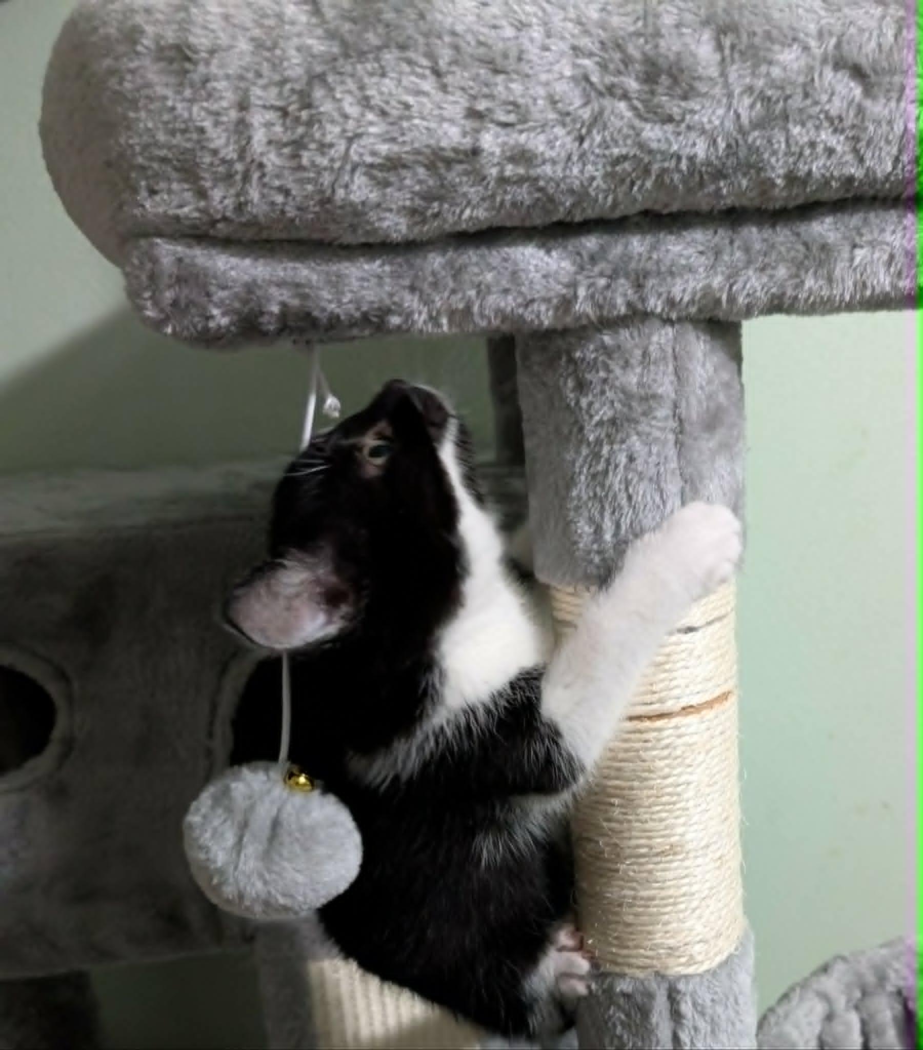Enlarge Figaro, a ADOPTABLE Domestic Short Hair in Battle Creek, MI image 2/2