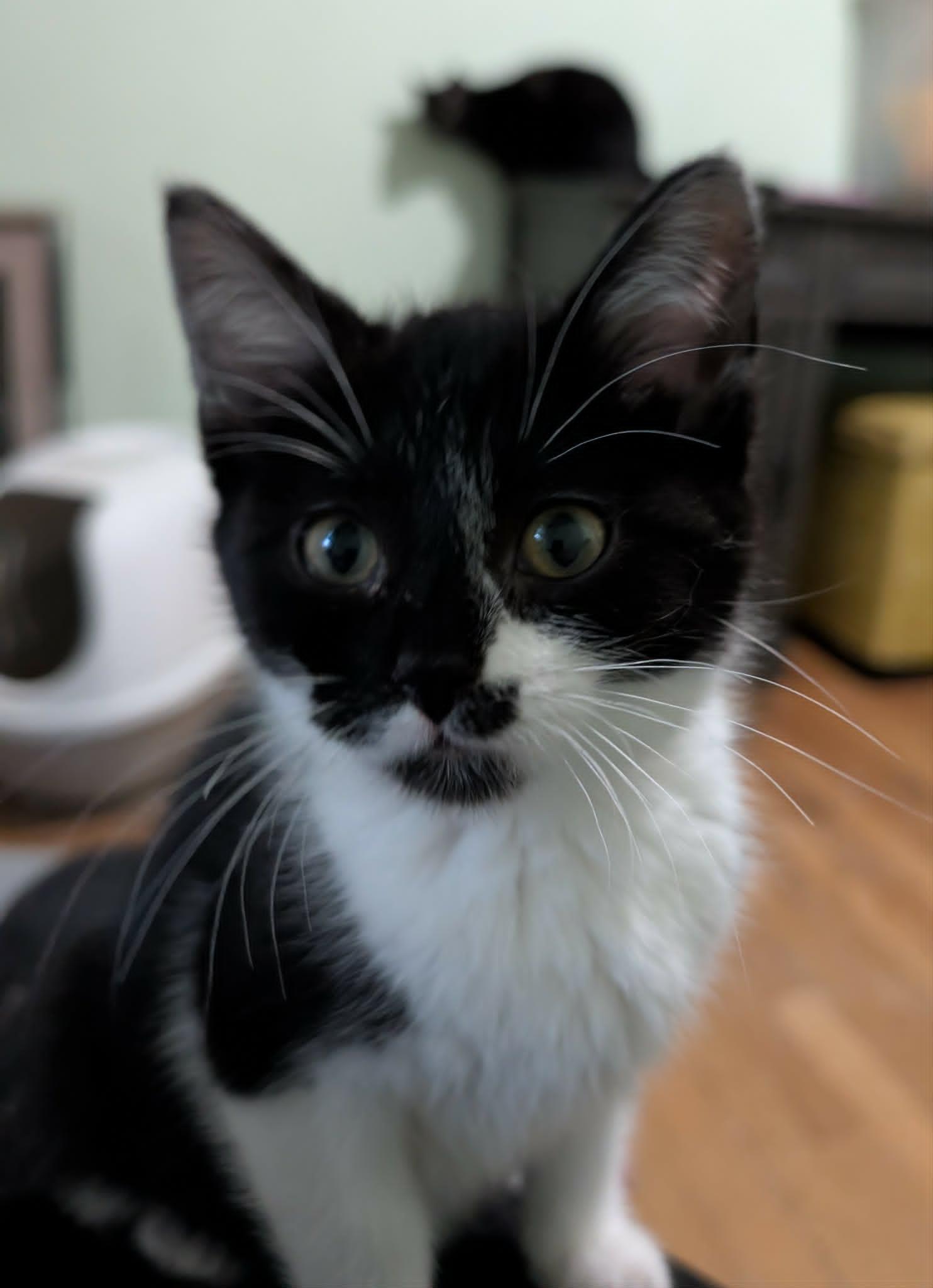 Enlarge Figaro, a ADOPTABLE Domestic Short Hair in Battle Creek, MI image 1/2