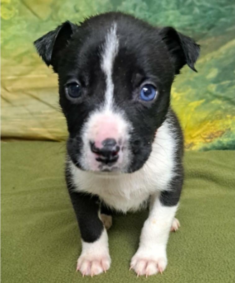 Enlarge Bob, a Adoptable mixed breed in Sedalia, CO image 4/6