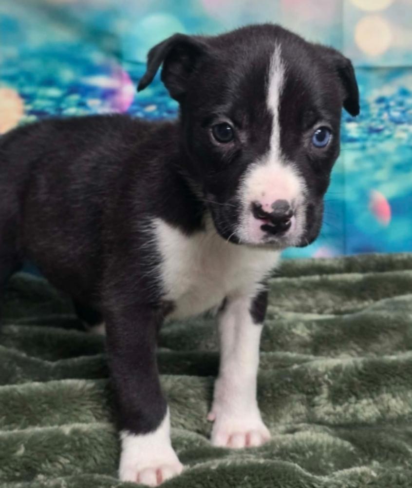 Enlarge Bob, a Adoptable mixed breed in Sedalia, CO image 5/6