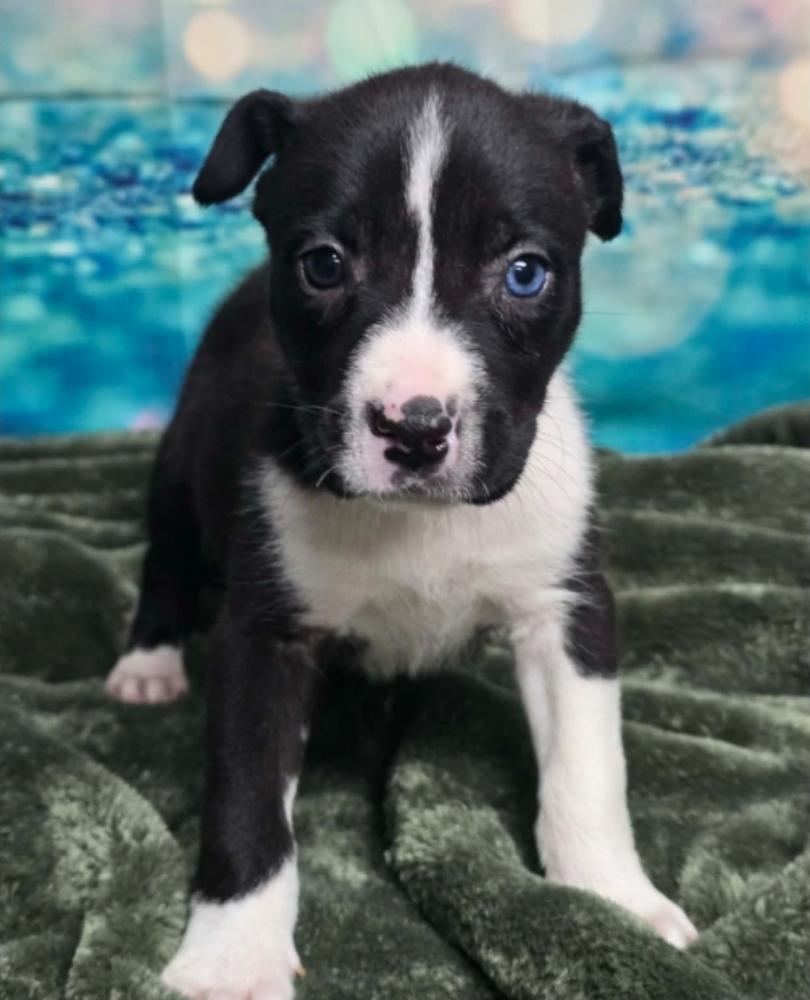 Enlarge Bob, a Adoptable mixed breed in Sedalia, CO image 6/6