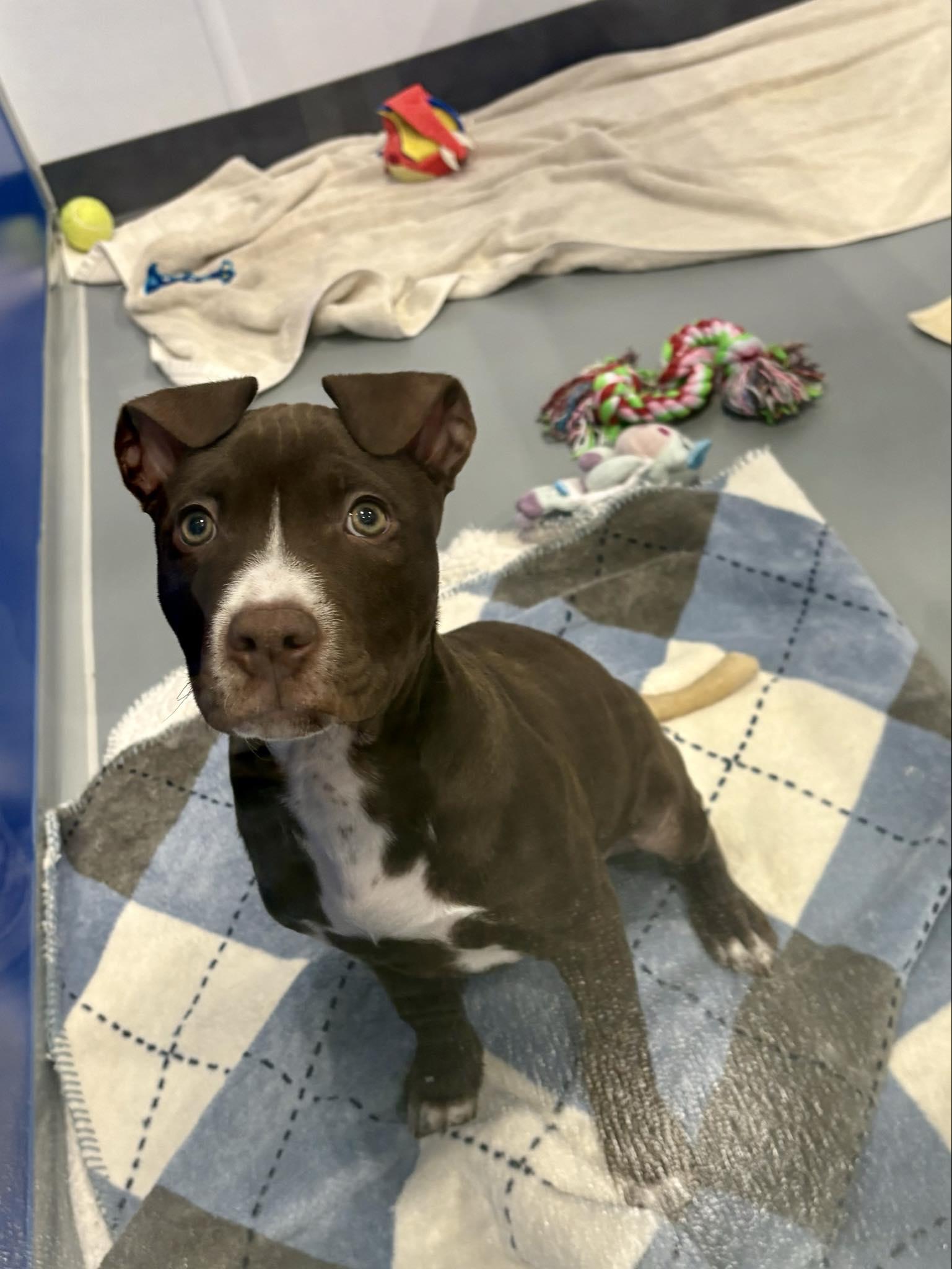 Elmo, a ADOPTABLE mixed breed in Kalamazoo, MI image 2/2