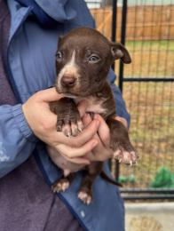 Elmo, ADOPTABLE, Puppy Male Pit Bull Terrier.