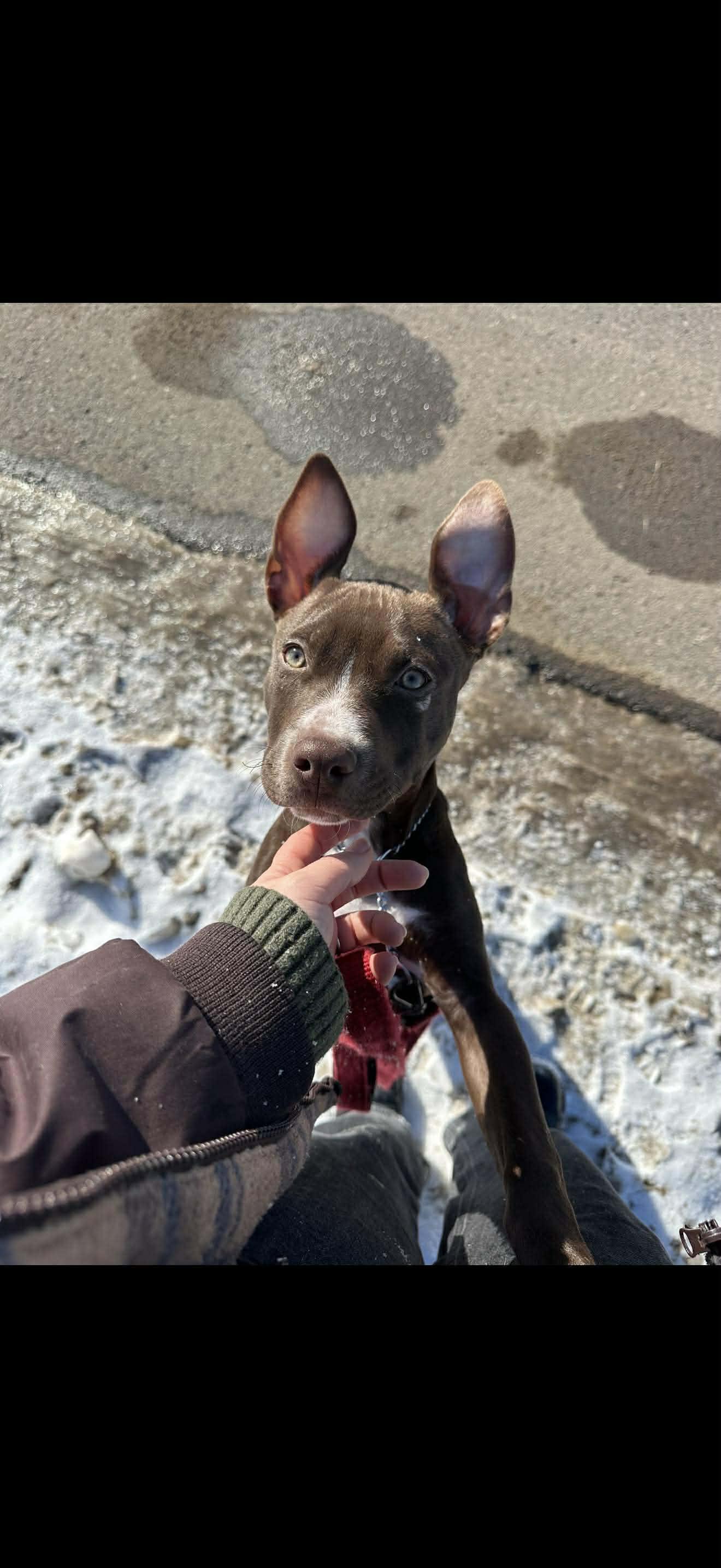 Elmo, a ADOPTABLE mixed breed in Kalamazoo, MI image 1/2