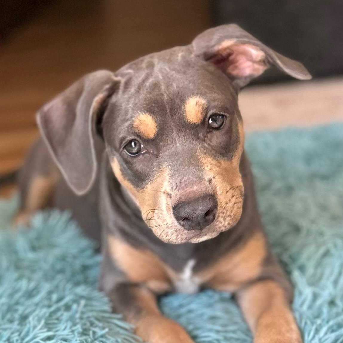Terra, adoptable, Puppy Female American Staffordshire Terrier & Bulldog.