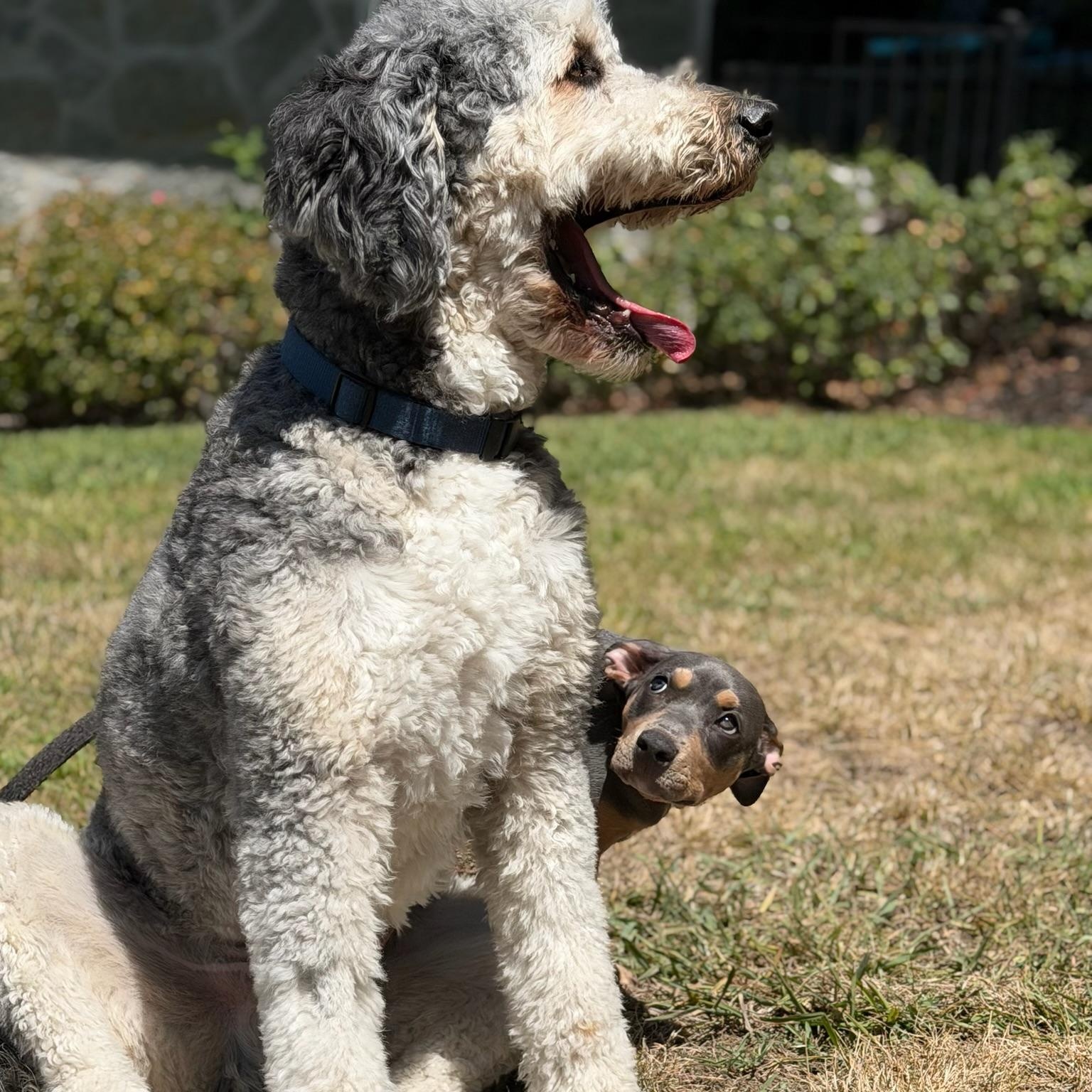 Enlarge Terra, an adoptable mixed breed in Citrus Heights, CA image 5/6