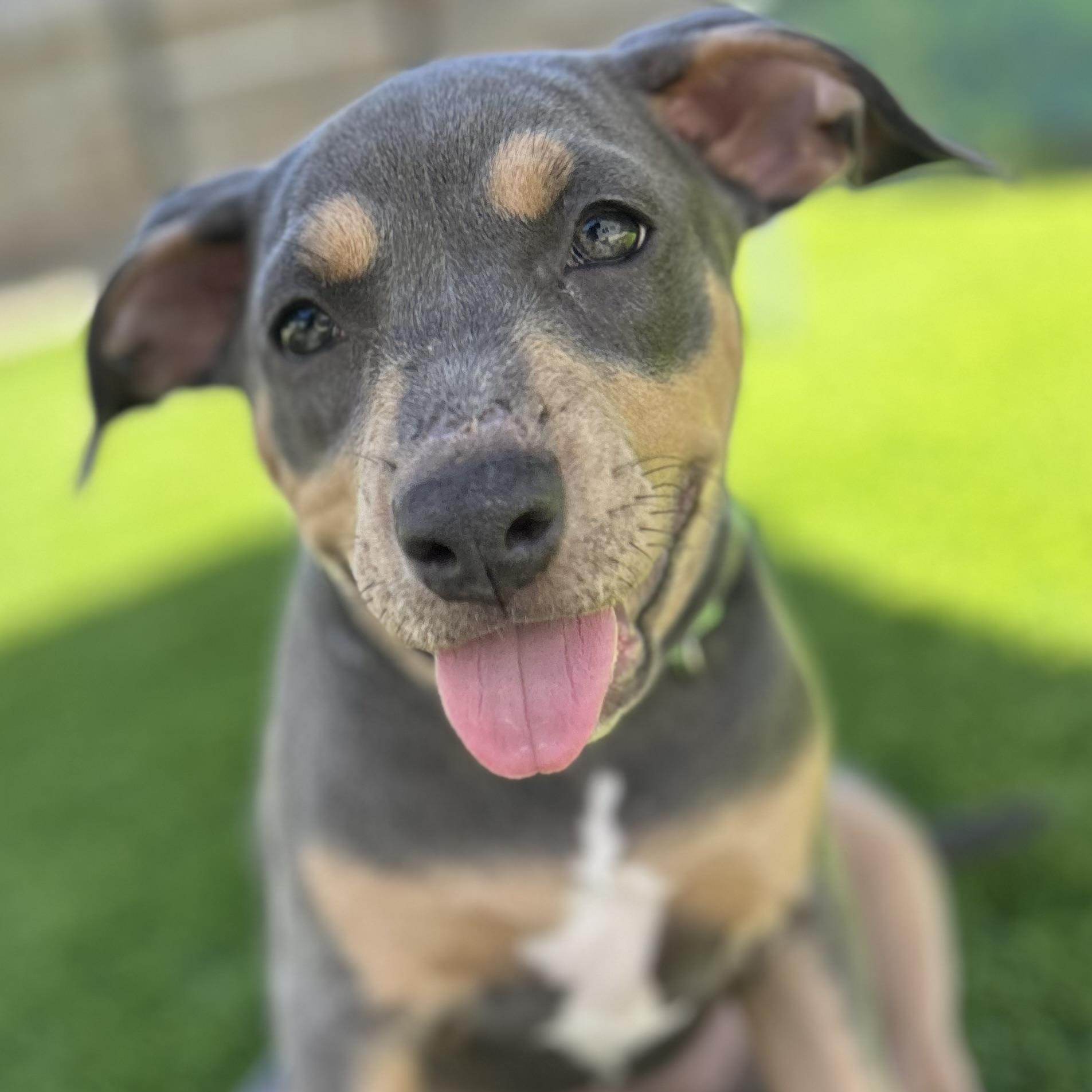 Terra, a ADOPTABLE mixed breed in Citrus Heights, CA image 1/6