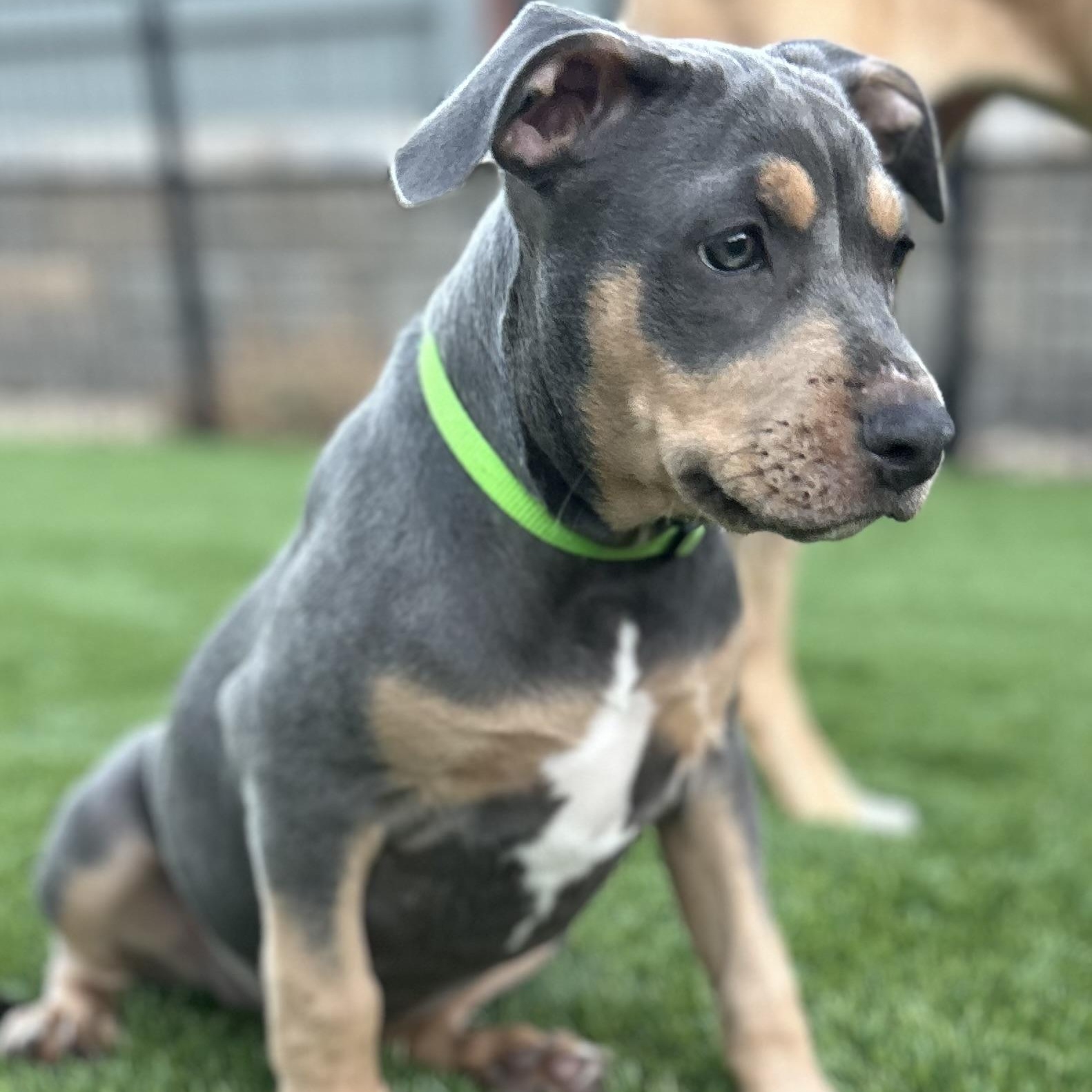 Terra, a ADOPTABLE mixed breed in Citrus Heights, CA image 2/6