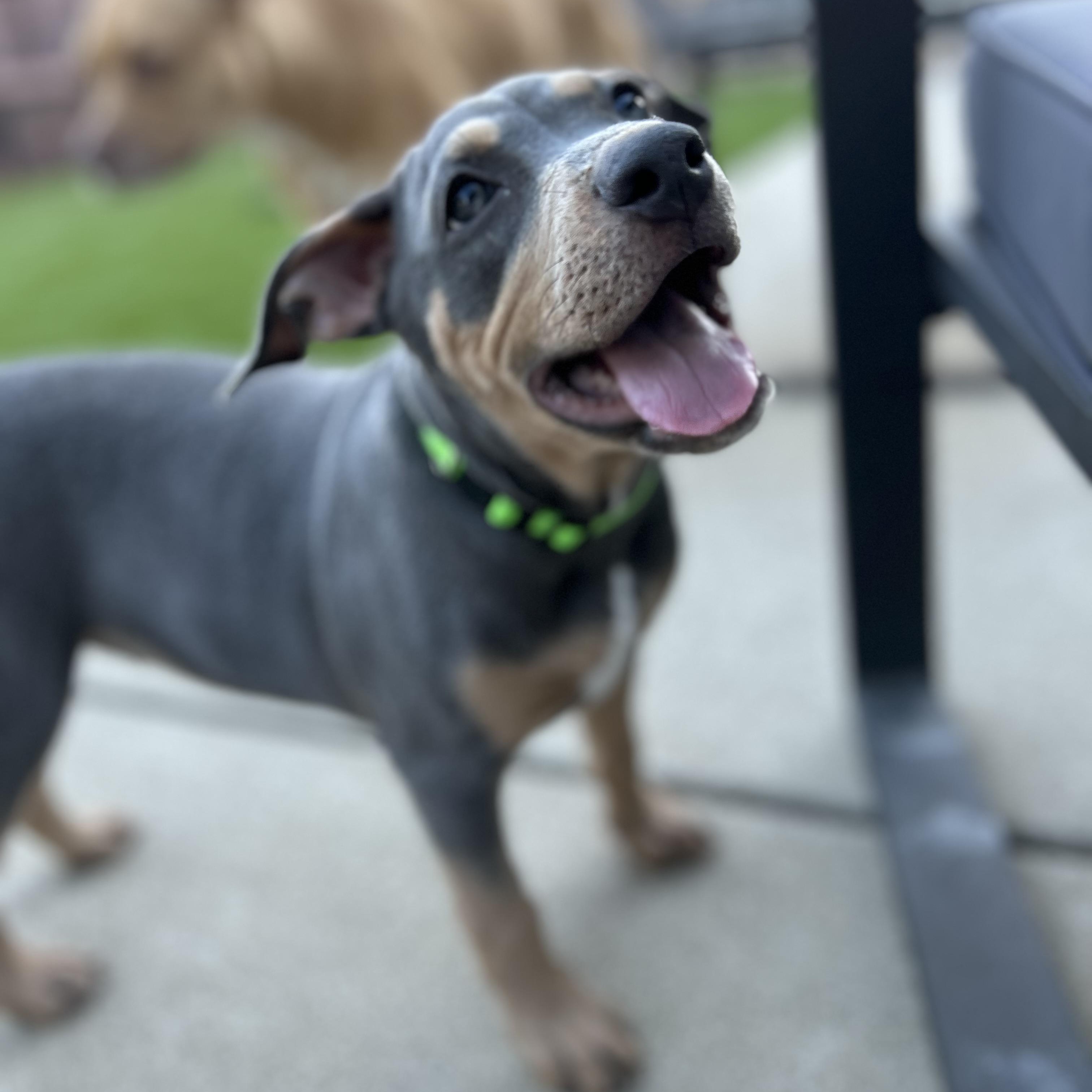 Terra, a ADOPTABLE mixed breed in Citrus Heights, CA image 6/6