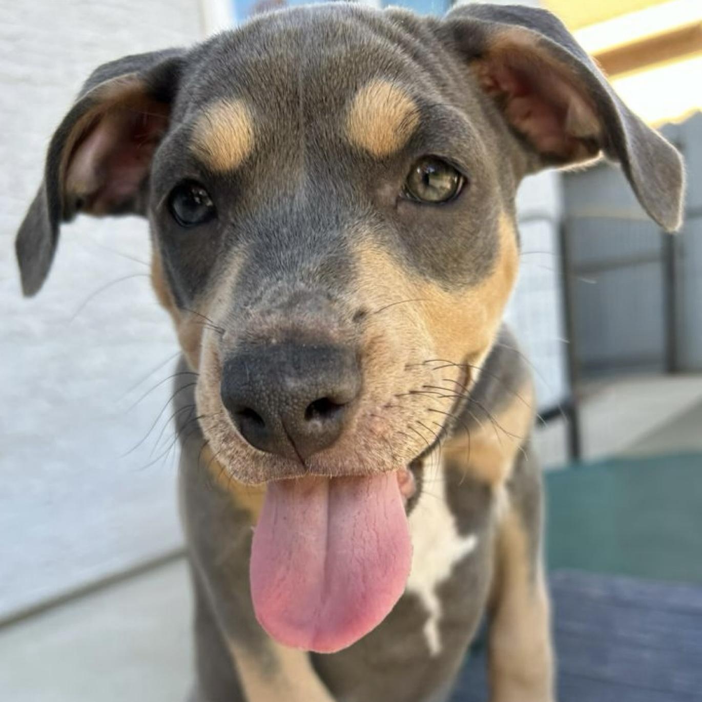 Terra, a ADOPTABLE mixed breed in Citrus Heights, CA image 3/6