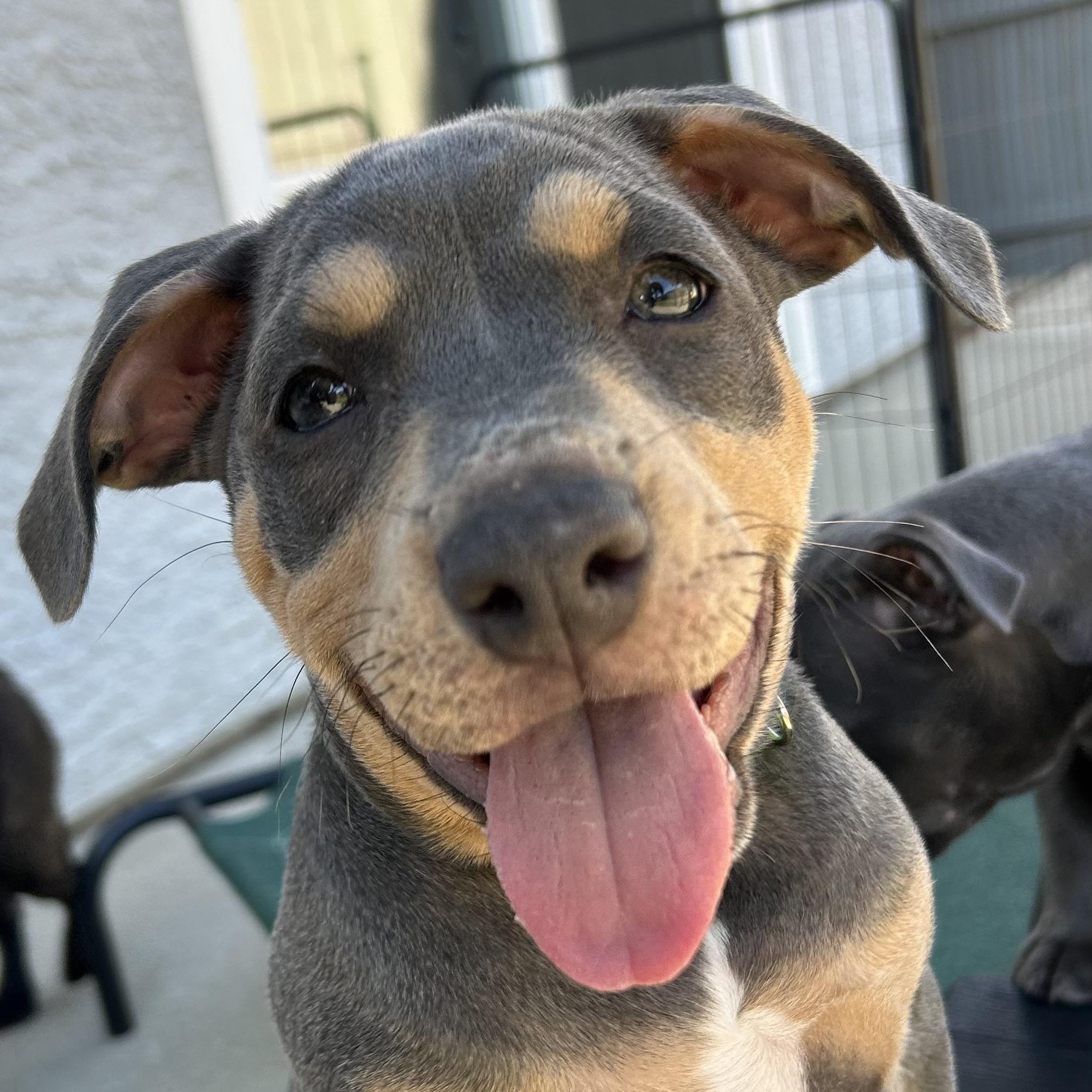 Terra, a ADOPTABLE mixed breed in Citrus Heights, CA image 5/6