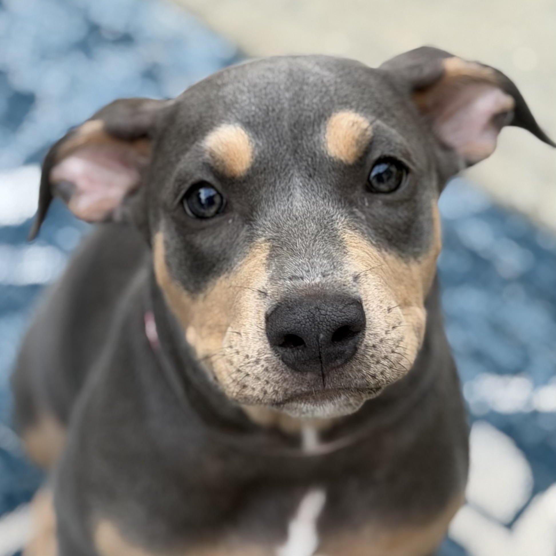 Enlarge Terra, an adoptable mixed breed in Citrus Heights, CA image 6/6