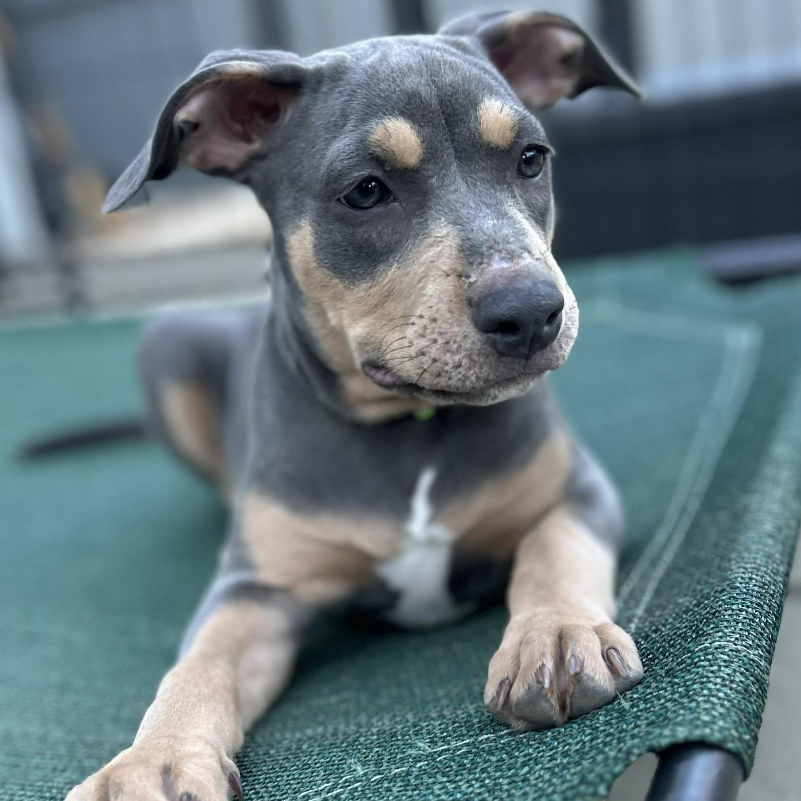 Terra, a ADOPTABLE mixed breed in Citrus Heights, CA image 4/6