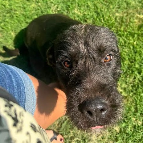 Poppy, ADOPTABLE, Young Female Labrador Retriever.