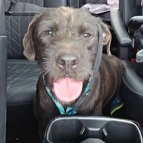 Poppy, a ADOPTABLE mixed breed in Austin, AR image 2/3