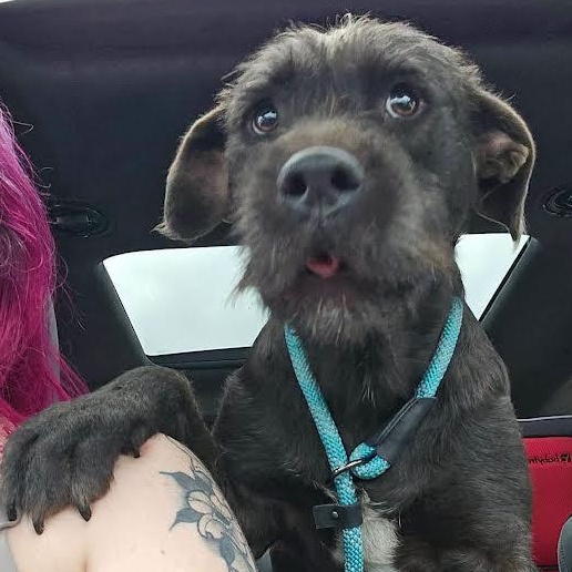 Poppy, a ADOPTABLE mixed breed in Austin, AR image 3/3