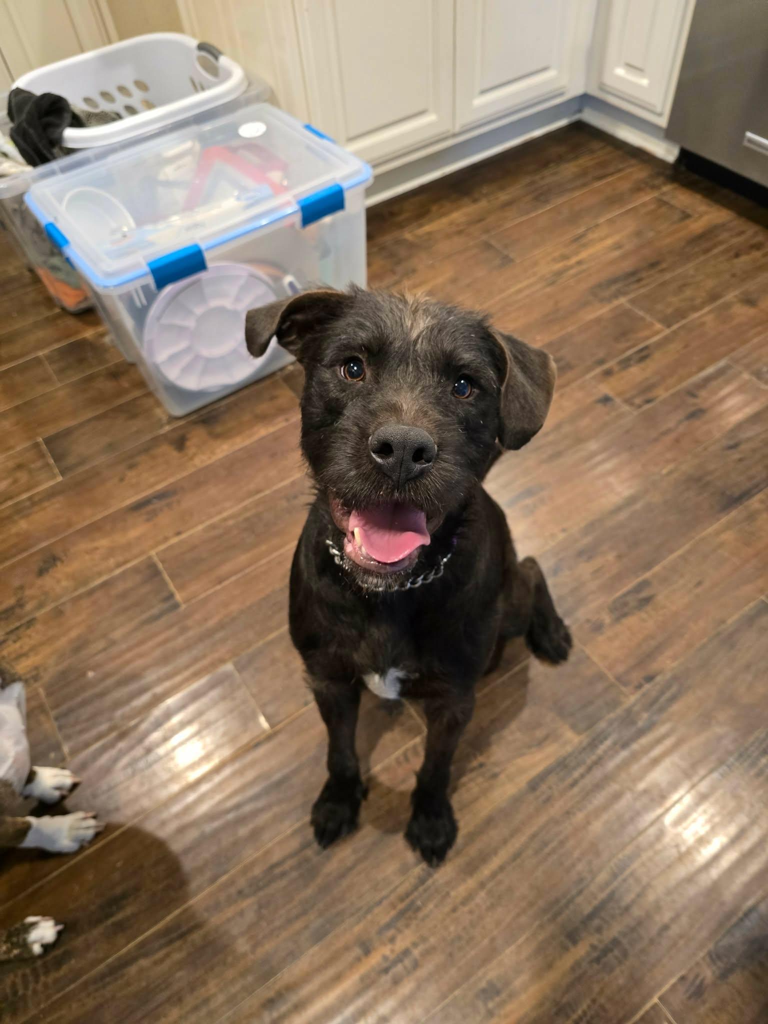 Poppy, Adoptable, Young Female Labrador Retriever.