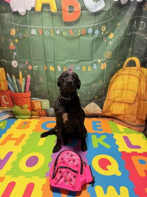 Enlarge Poppy, a Adoptable mixed breed in Austin, AR image 3/5