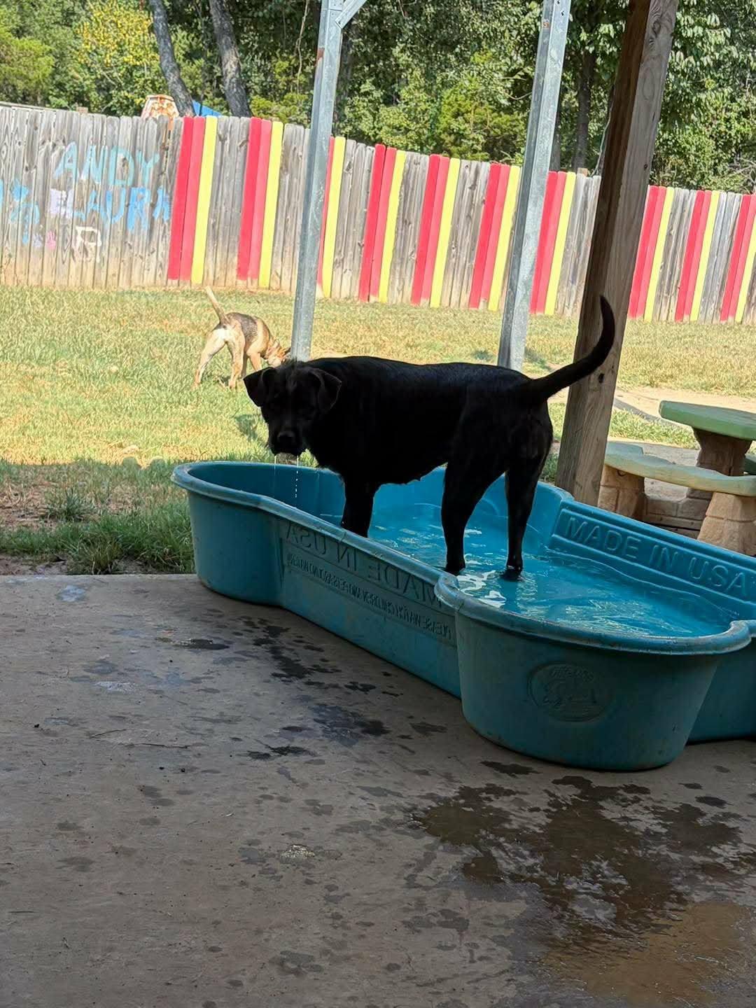 Enlarge Poppy, a Adoptable mixed breed in Austin, AR image 4/5