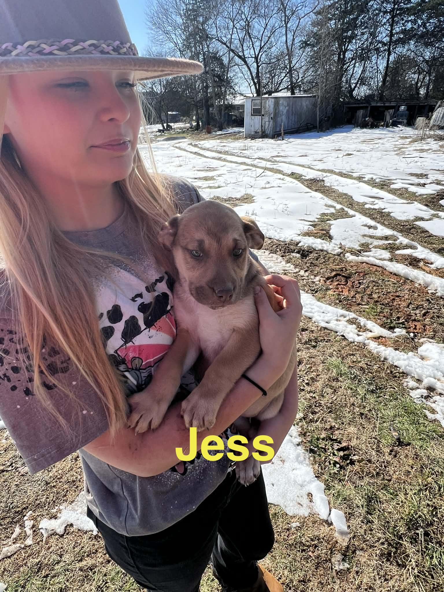 Enlarge Jess, a Adoptable mixed breed in Whiting, NJ image 3/3