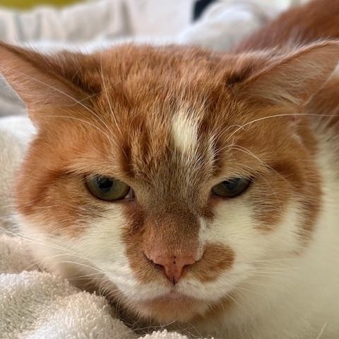 Henry, a Adoptable Domestic Short Hair in Fairfax, VA image 2/2