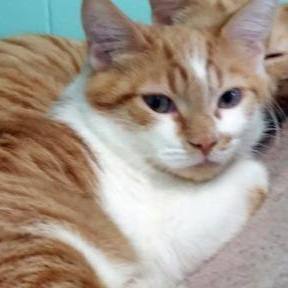 Henry, Adoptable, Adult Male Domestic Short Hair.