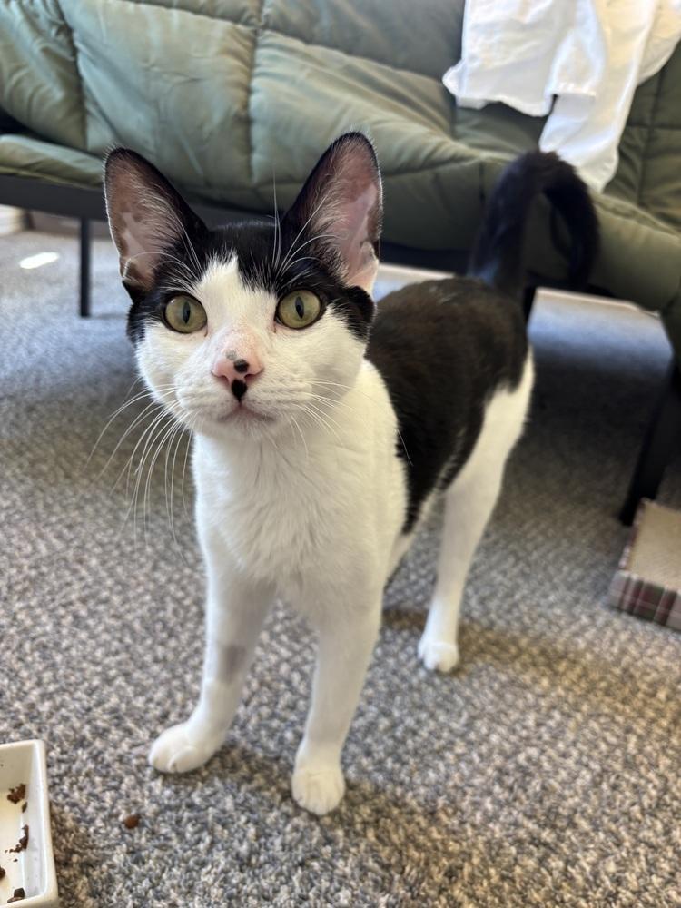 Mira, Adoptable, Young Male Domestic Short Hair.