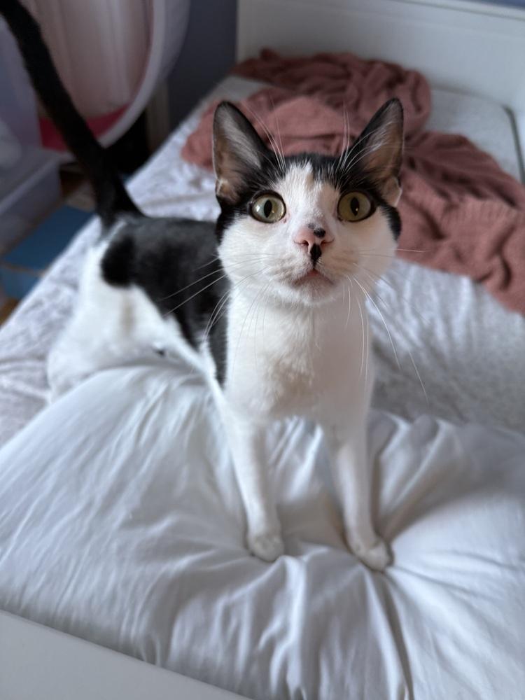 Mira, a Adoptable mixed breed in Bellingham, WA image 3/6