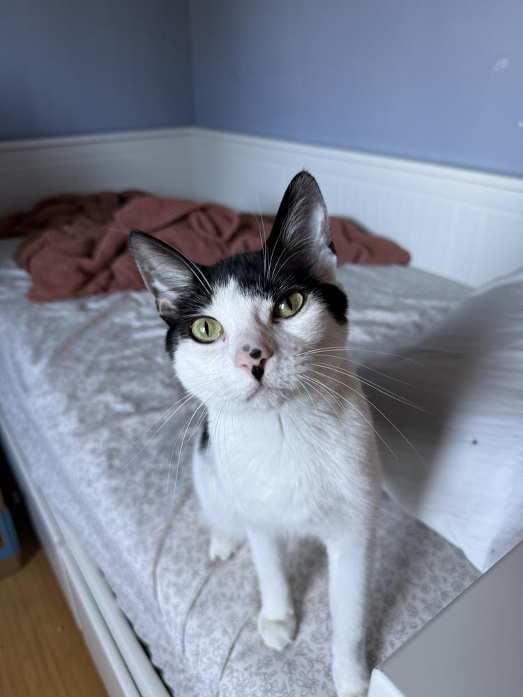 Mira, a Adoptable mixed breed in Bellingham, WA image 4/6