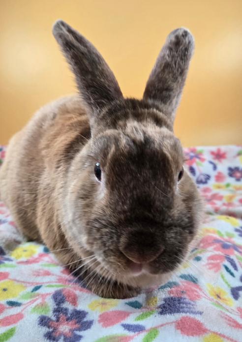 Teddy, Adopted, Senior Male Harlequin.