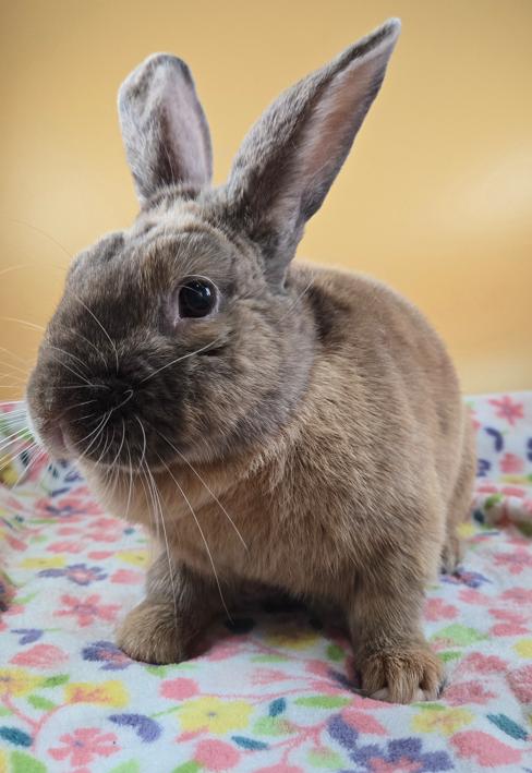 Teddy, a Adopted Harlequin in San Antonio, TX image 2/6